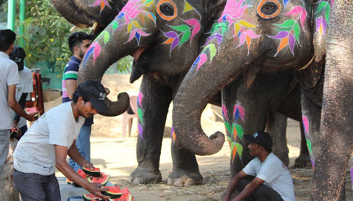 Elephant Feeding