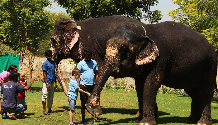 Introduction with Elephant