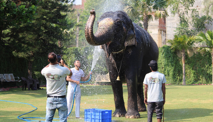 Showering the Elephant